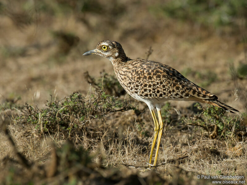 Spotted Thick-knee