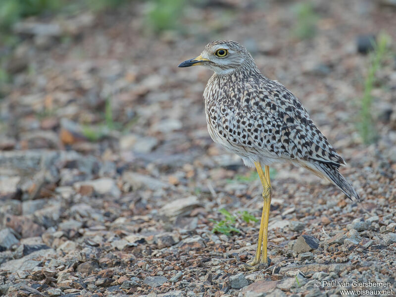 Spotted Thick-kneeadult