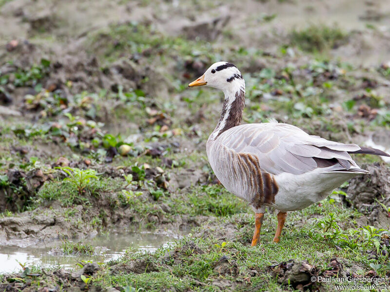 Bar-headed Gooseadult