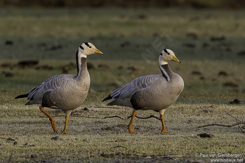 Bar-headed Gooseadult