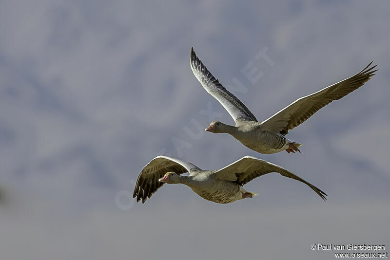 Greylag Gooseadult