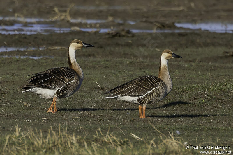 Swan Goose