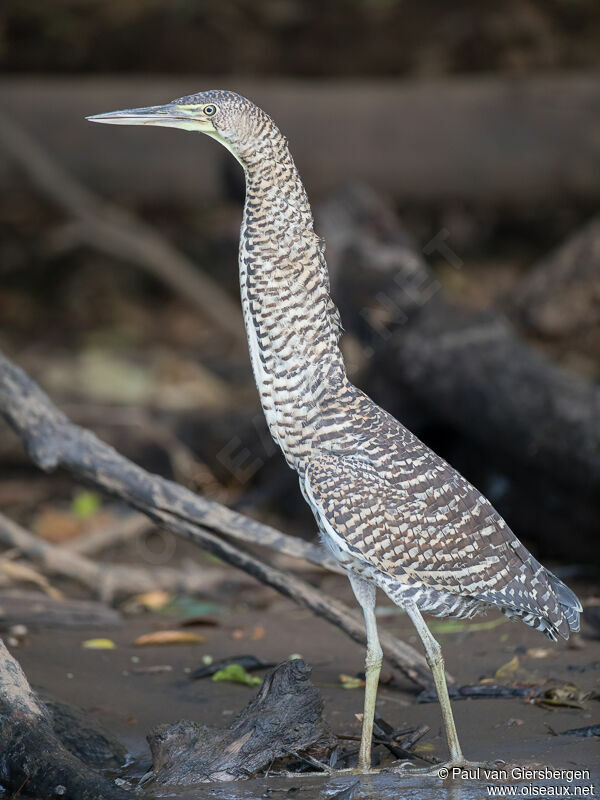 Bare-throated Tiger Heronjuvenile