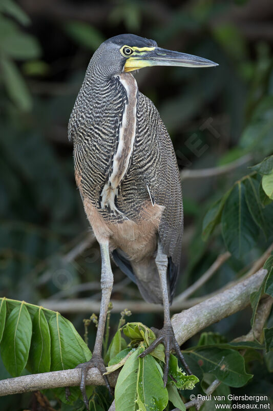 Bare-throated Tiger Heronadult