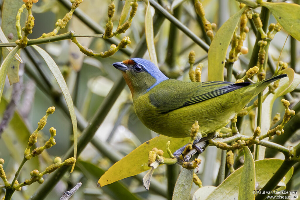 Organiste à capuchon femelle adulte