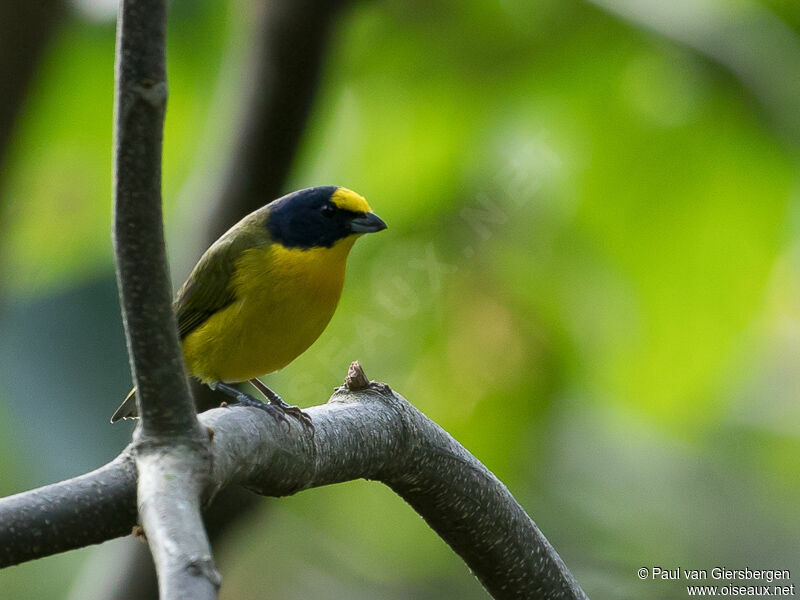 Yellow-throated Euphonia