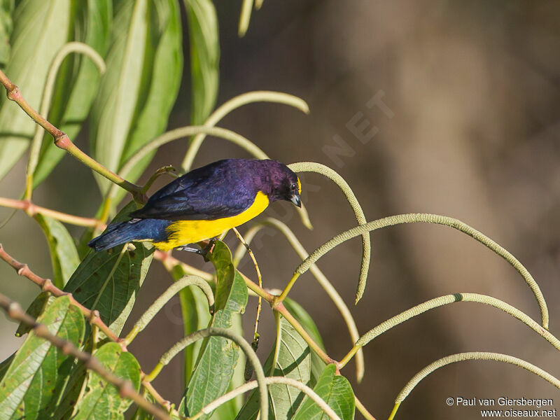 Purple-throated Euphonia