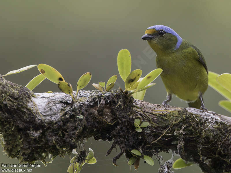 Golden-rumped Euphonia female adult, identification