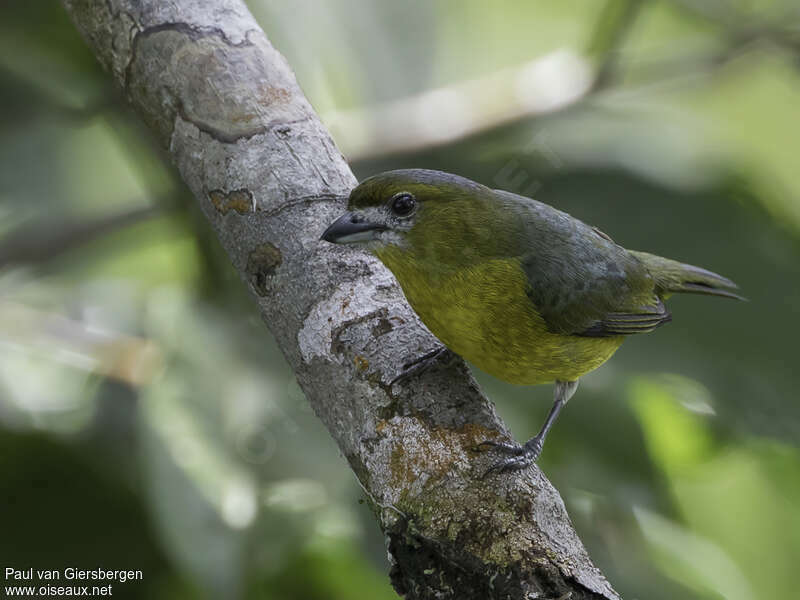 Organiste fardé mâle adulte, identification