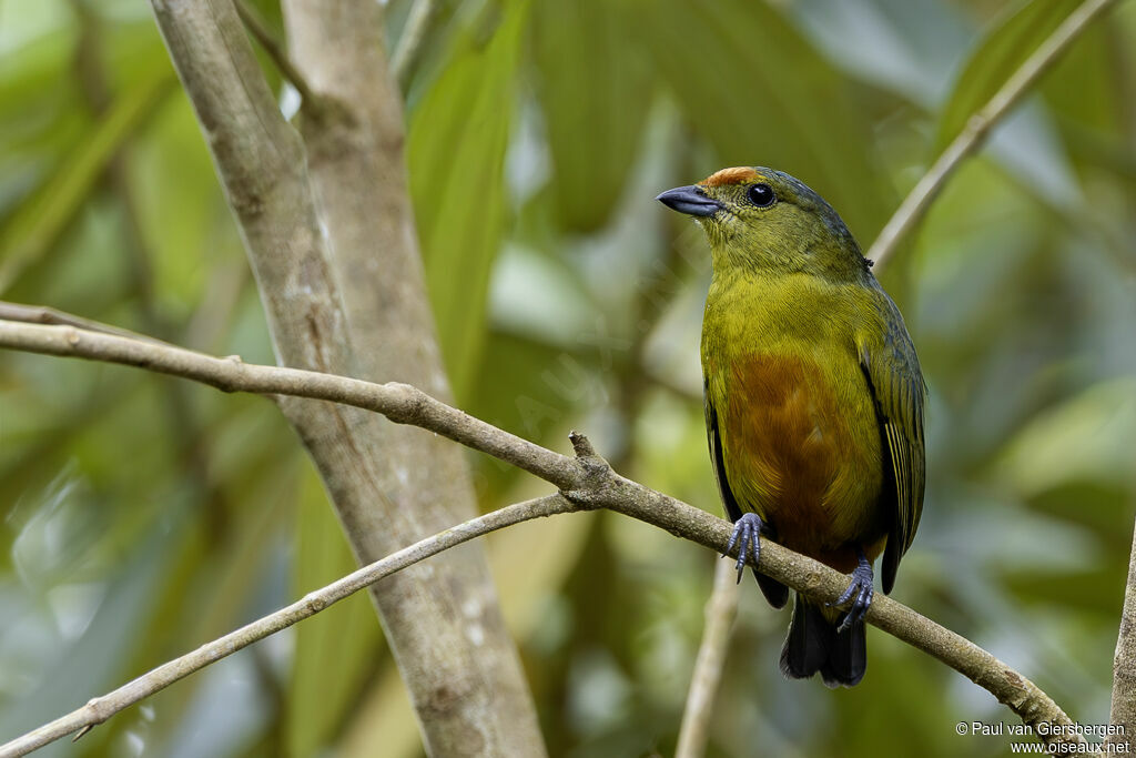 Organiste moucheté femelle adulte