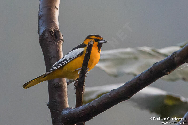 Oriole de Bullock