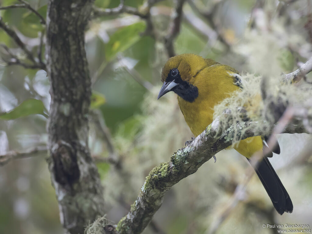 Oriole de Jamaïque