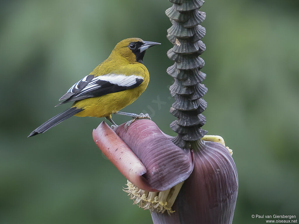 Oriole de Jamaïque