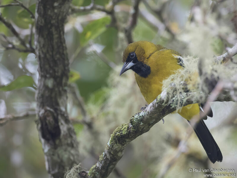 Oriole de la Jamaïqueadulte