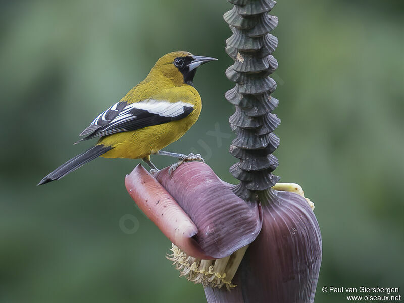 Oriole de la Jamaïqueadulte