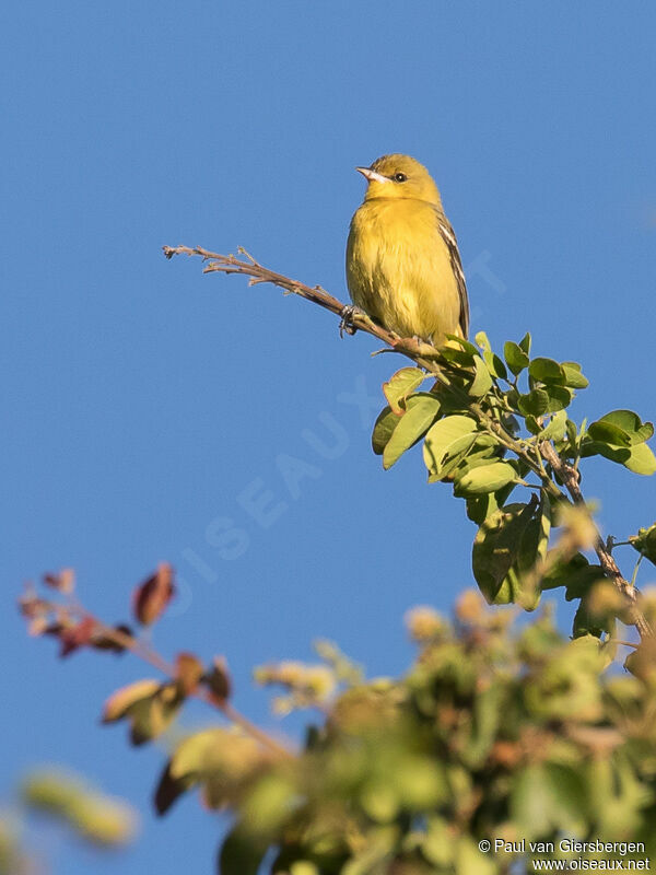 Orchard Oriole