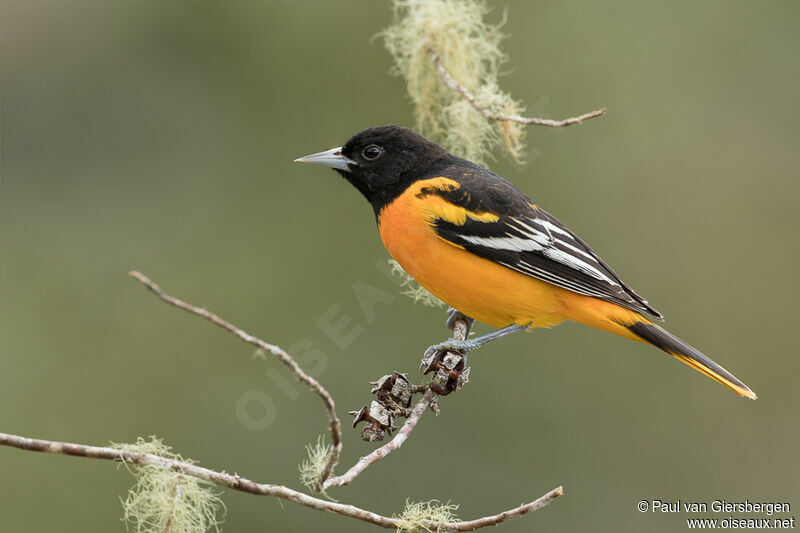 Oriole du Nord mâle adulte