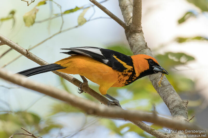 Oriole maculéadulte