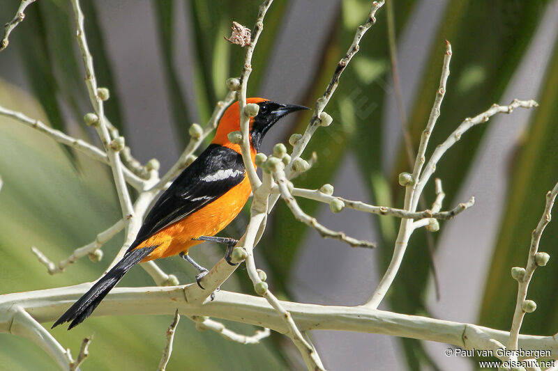 Oriole masqué