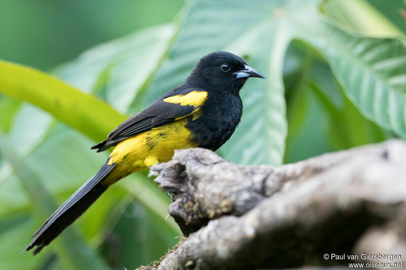 Oriole monacaladulte