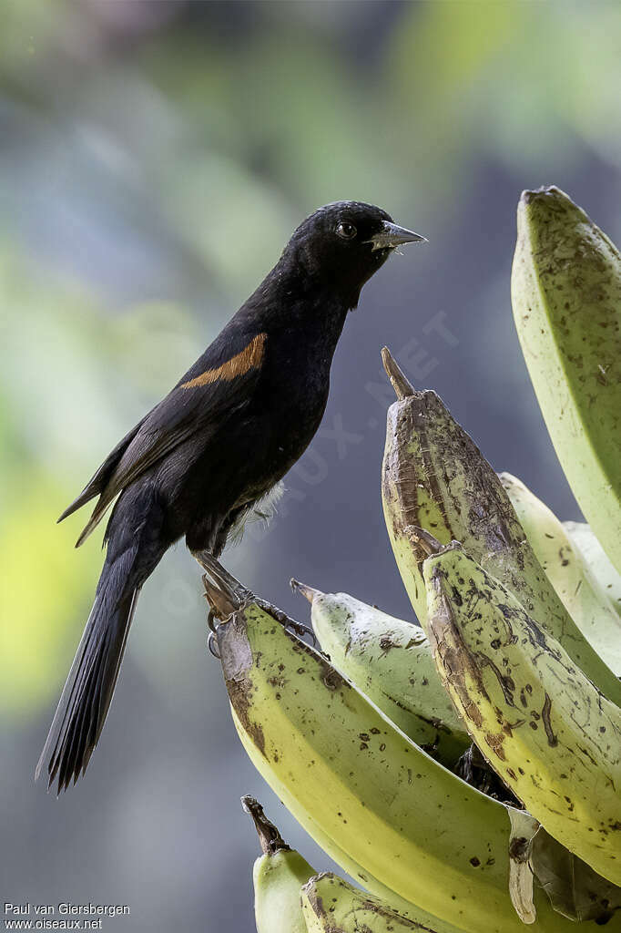 Oriole variable