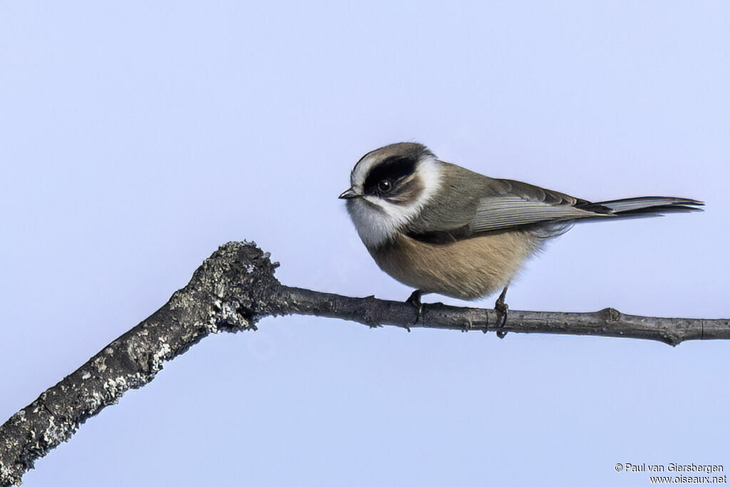 Orite à gorge blancheadulte