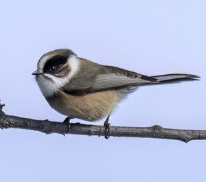 Orite à gorge blanche