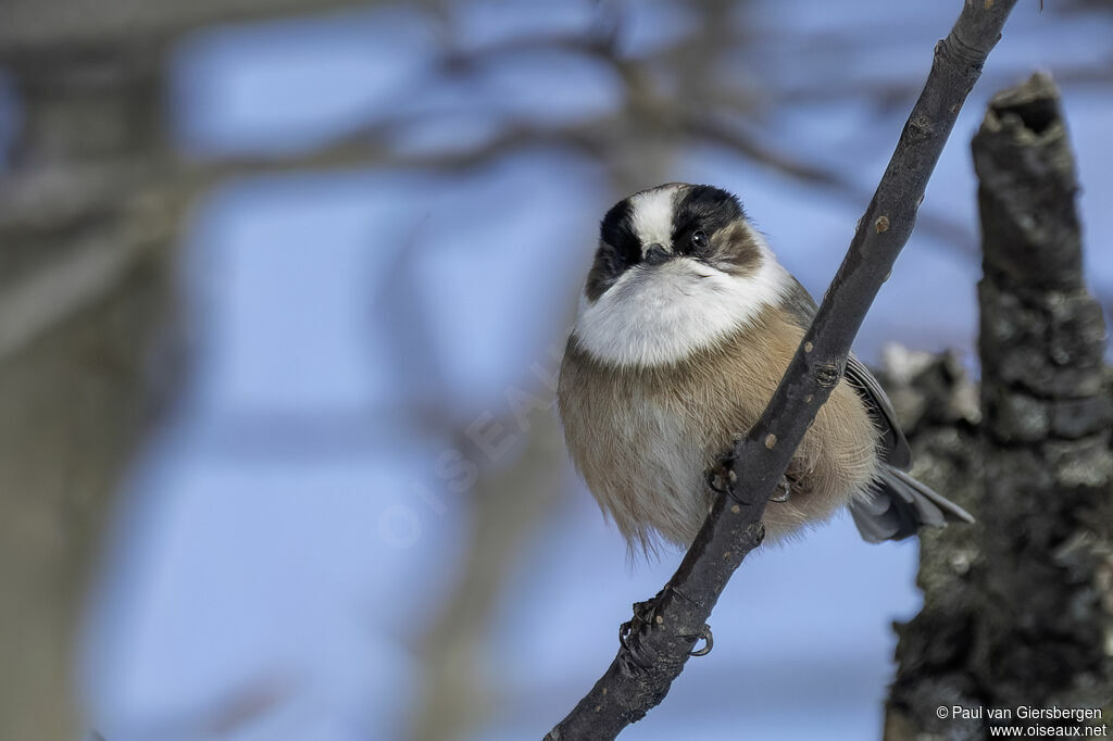 Orite à gorge blancheadulte