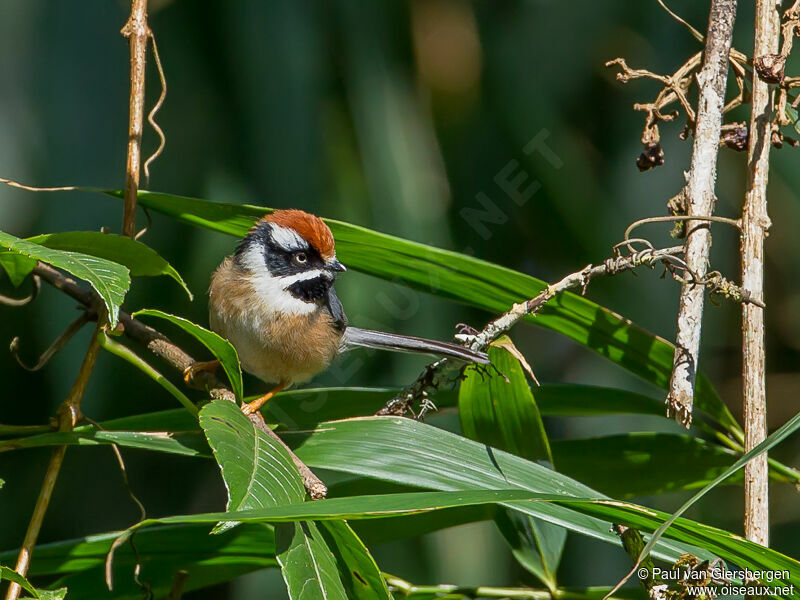 Black-throated Bushtitadult