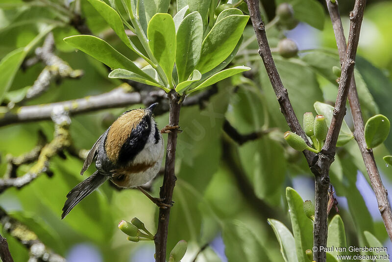 Black-throated Bushtitadult