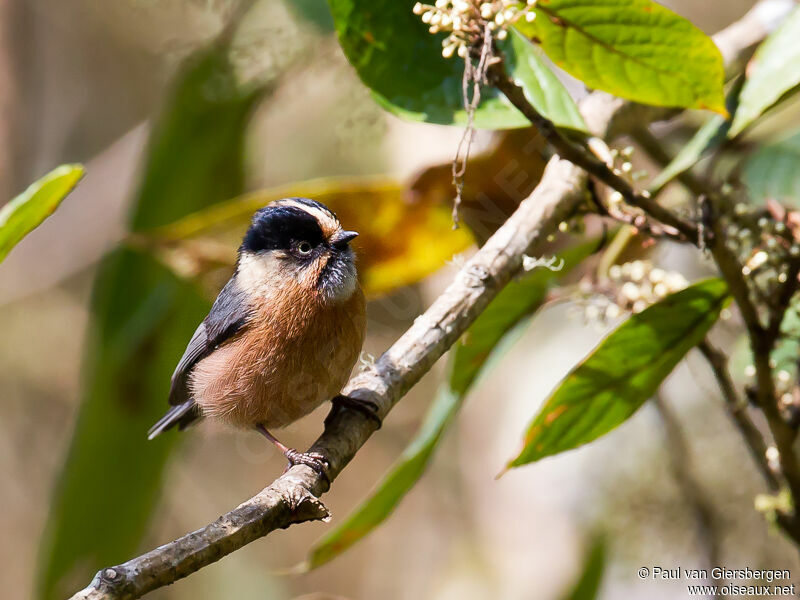 Rufous-fronted Bushtit