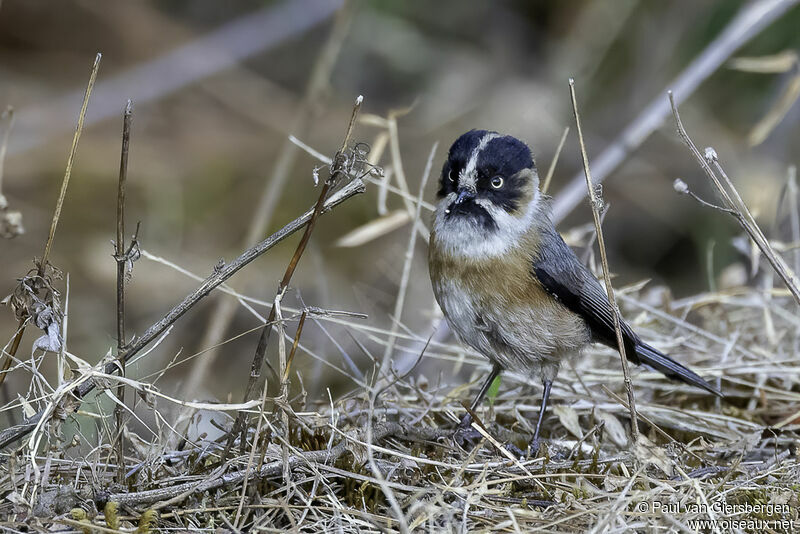 Black-browed Bushtitadult