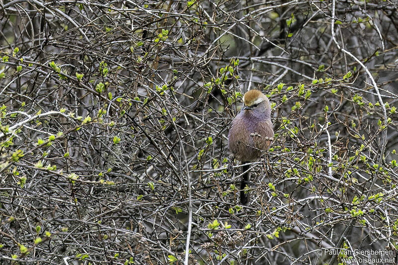 White-browed Tit-warbler male adult