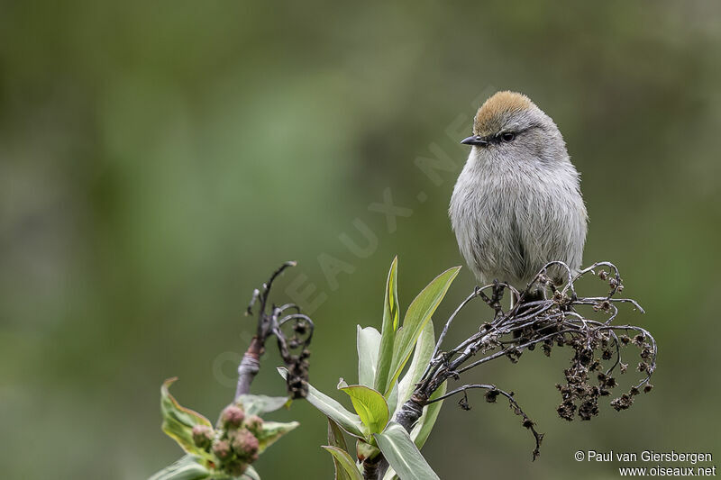 White-browed Tit-warbler female adult