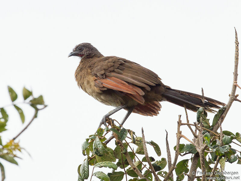 Grey-headed Chachalacaadult, identification