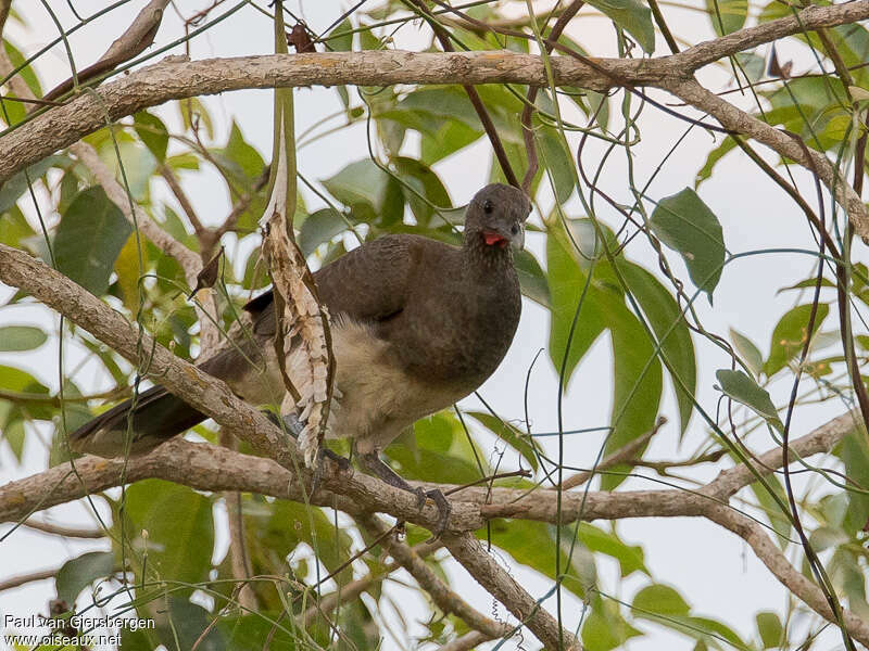 Ortalide à ventre blancadulte, habitat, pigmentation