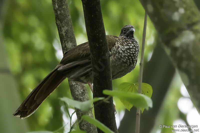 Speckled Chachalacaadult