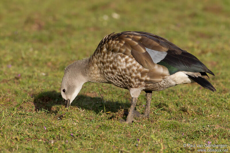 Blue-winged Goose