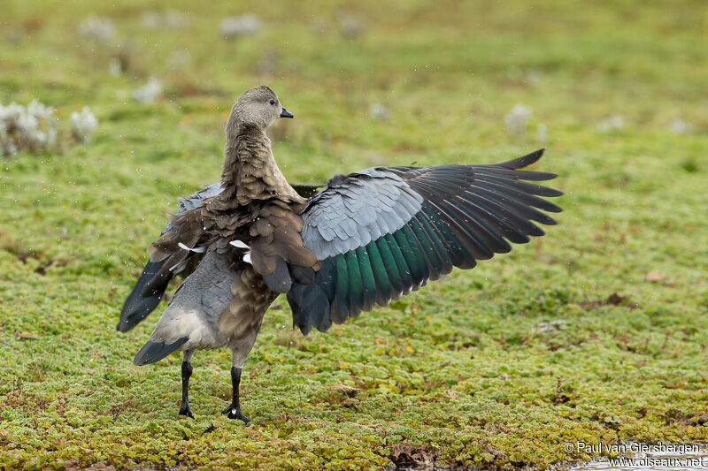 Ouette à ailes bleues