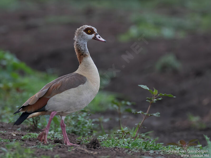 Egyptian Gooseadult