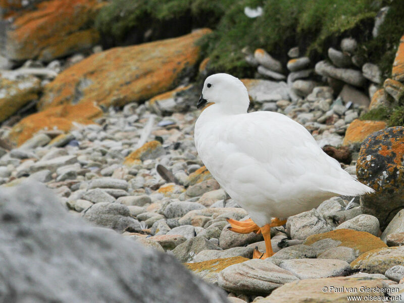 Kelp Goose