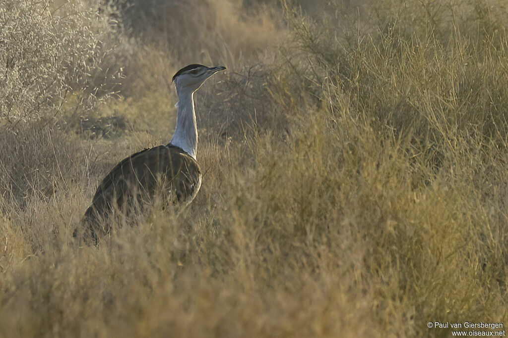 Outarde à tête noireadulte