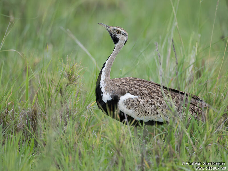 Black-bellied Bustard male adult