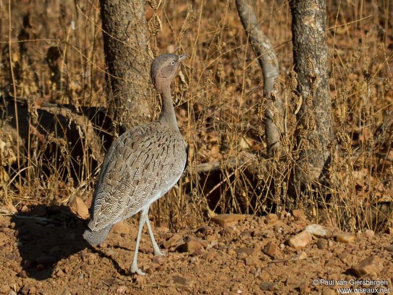 Buff-crested Bustard