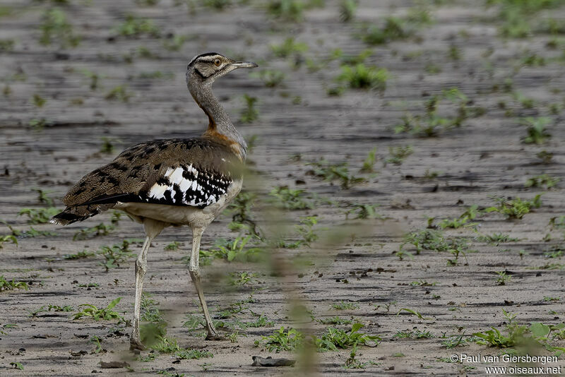 Denham's Bustard