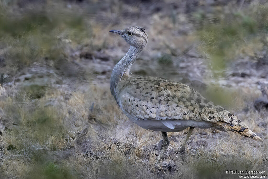 Outarde de Macqueenadulte