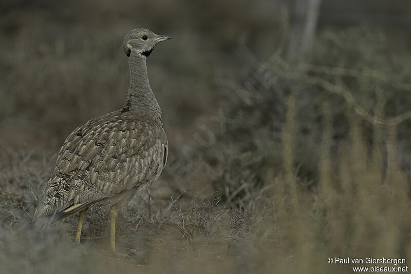 Karoo Korhaanadult