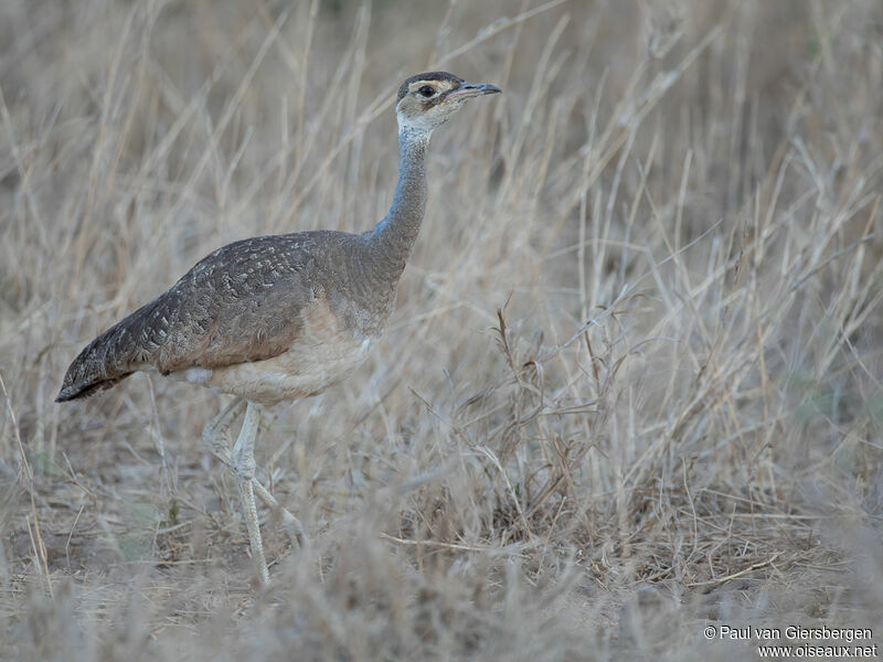 White-bellied Bustard female adult