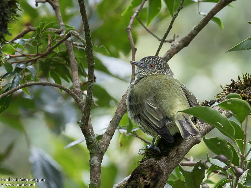 Oxyrhynque huppéadulte