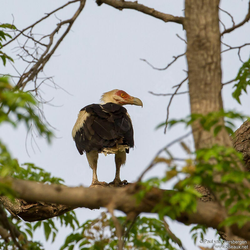 Palm-nut Vulture